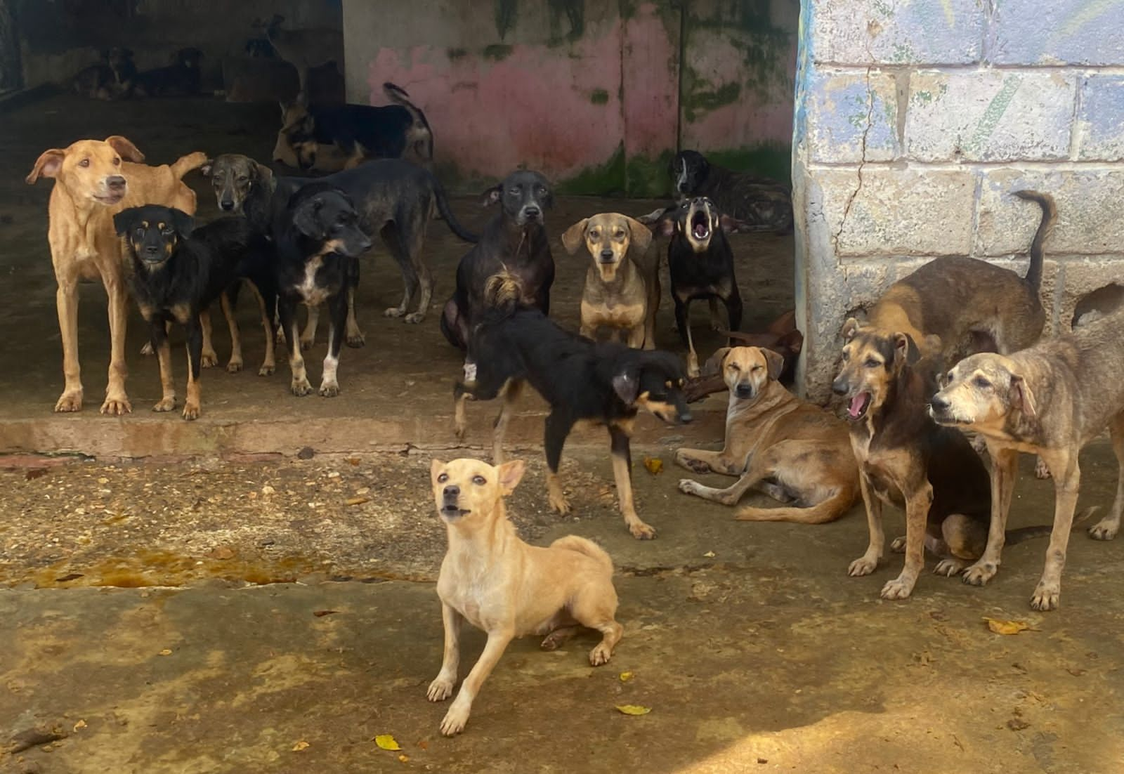 Iniciaron Las Jornadas De Esterilización Para Perros Y Gatos En